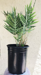 Phlebodium pseudoaureum fern