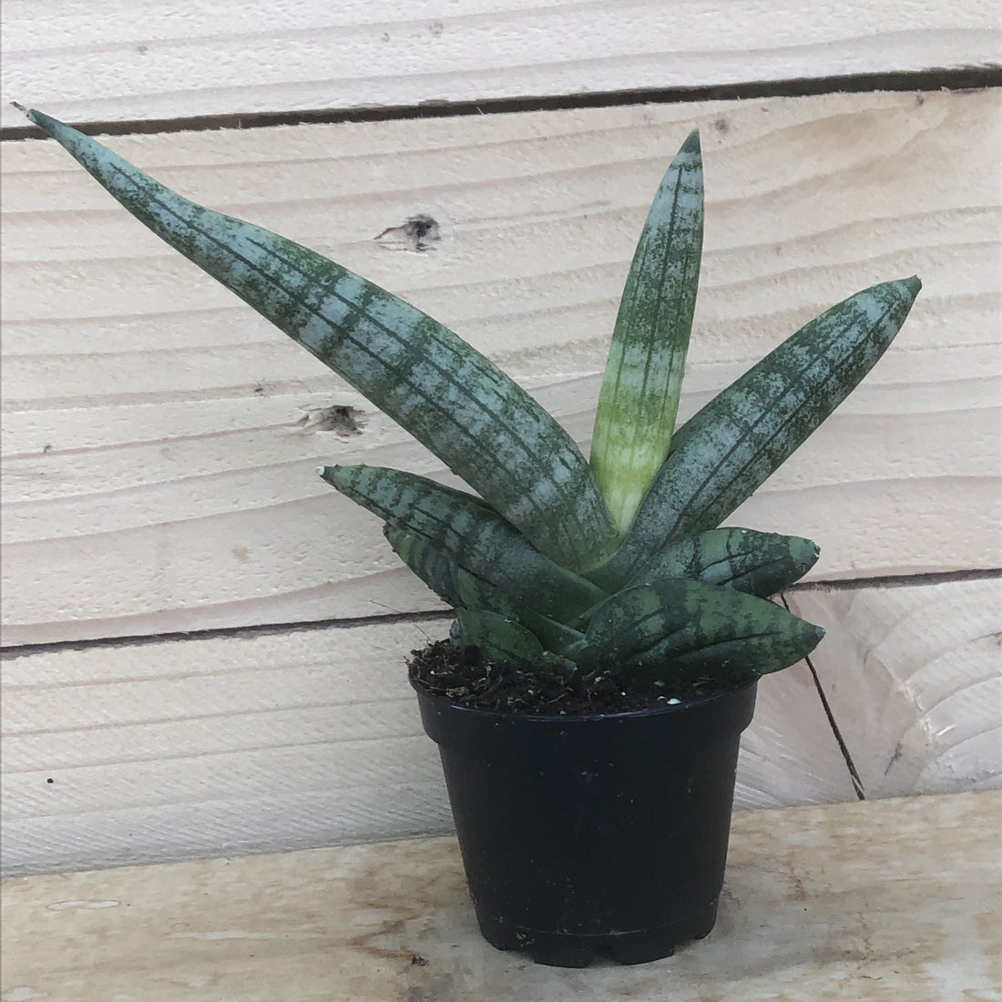 sansevieria trifasciata 'cylindrica' Sansevieria Cylindrica Starfish