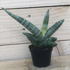 Sansevieria Cylindrica Starfish
