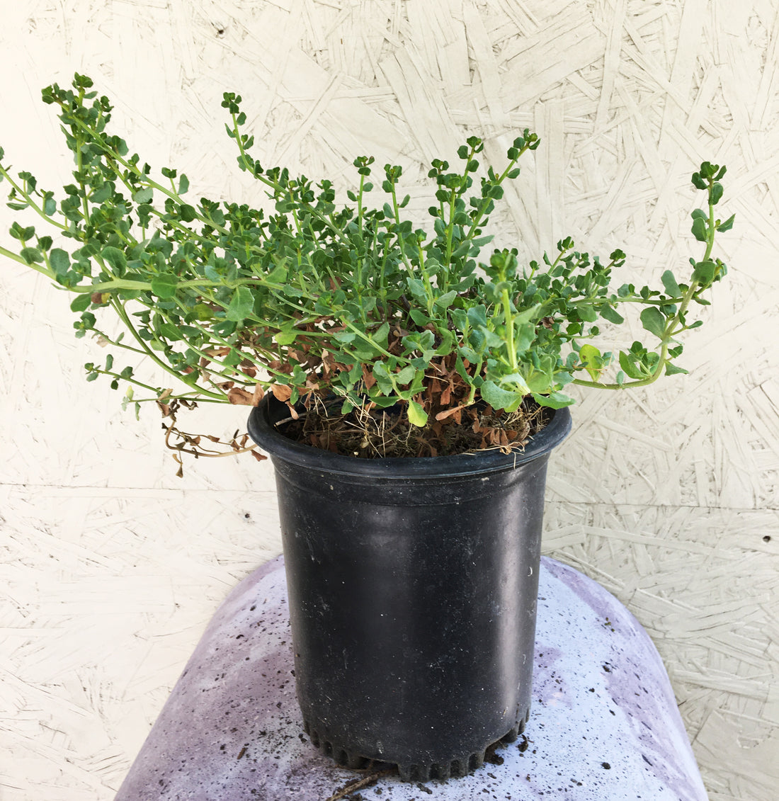 Baccharis pilularis 'Pigeon Point' (coyote bush)