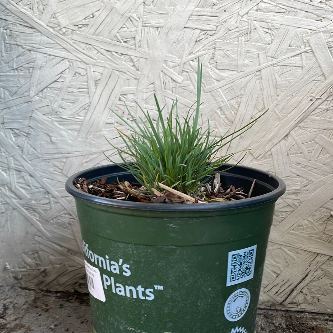 Poa secunda, One Sided Blue Grass