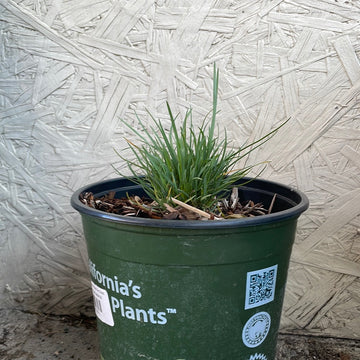 Poa secunda, One Sided Blue Grass