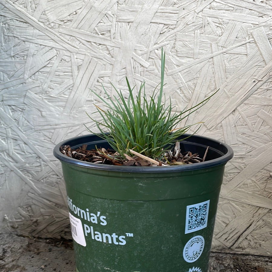 Poa secunda, One Sided Blue Grass