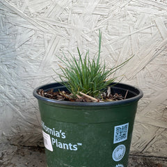 Poa secunda, One Sided Blue Grass