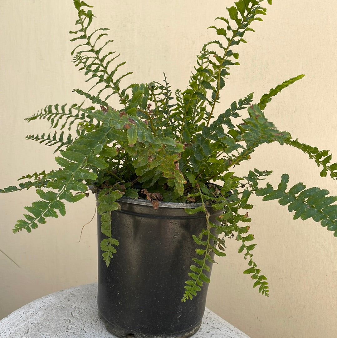 Polystichum munitum, California Sword Fern 5 Gallon