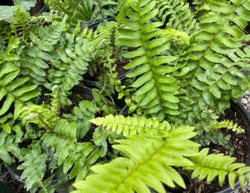 Polystichum munitum, California Sword Fern foliage