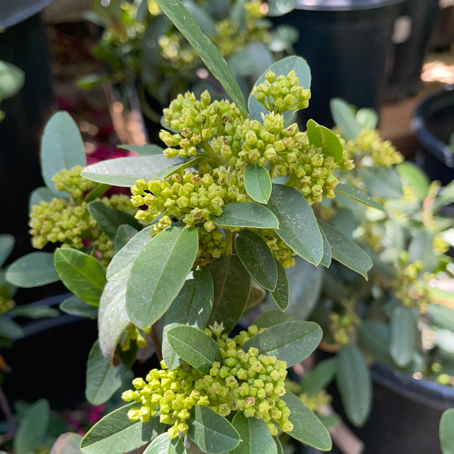 Rhamnus californica 'Little Sur', Little Sur Coffeeberry