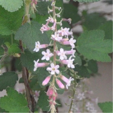 Ribes malvaceum, Pink Chaparral Current