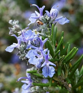 Rosmarinus 'ken Taylor' – Plant Material