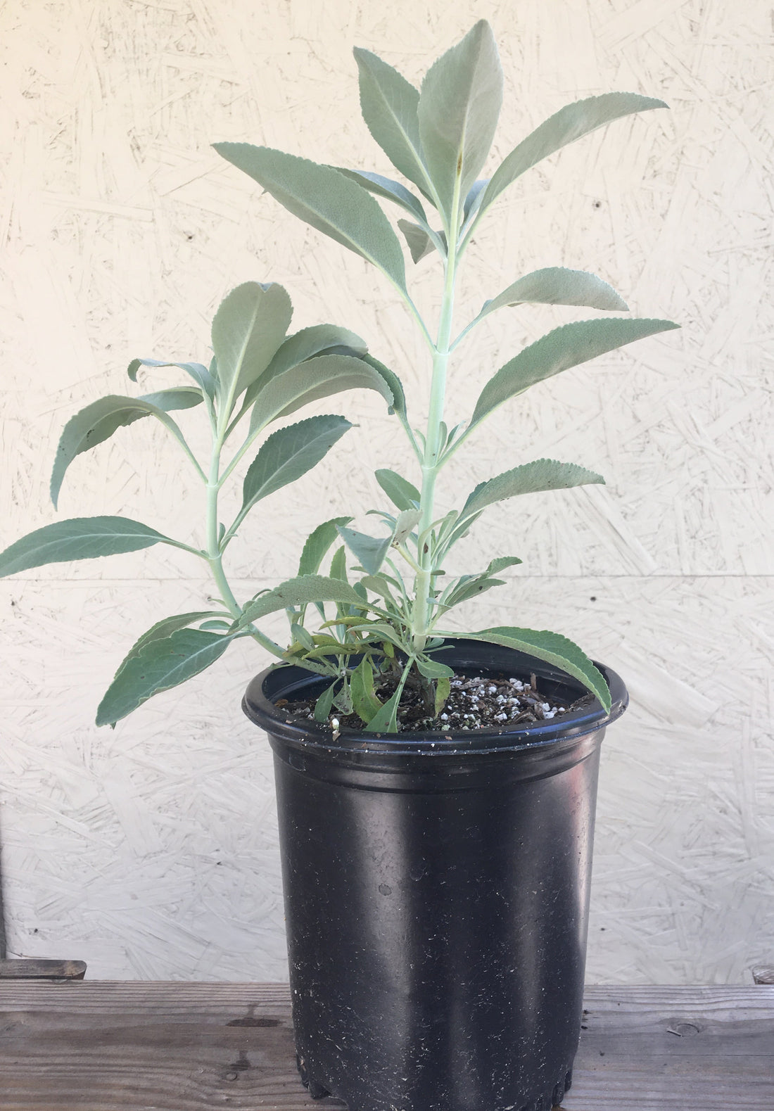 Salvia apiana, white sage 1 Gallon