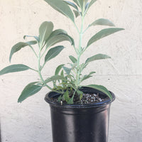Salvia apiana, white sage 1 Gallon