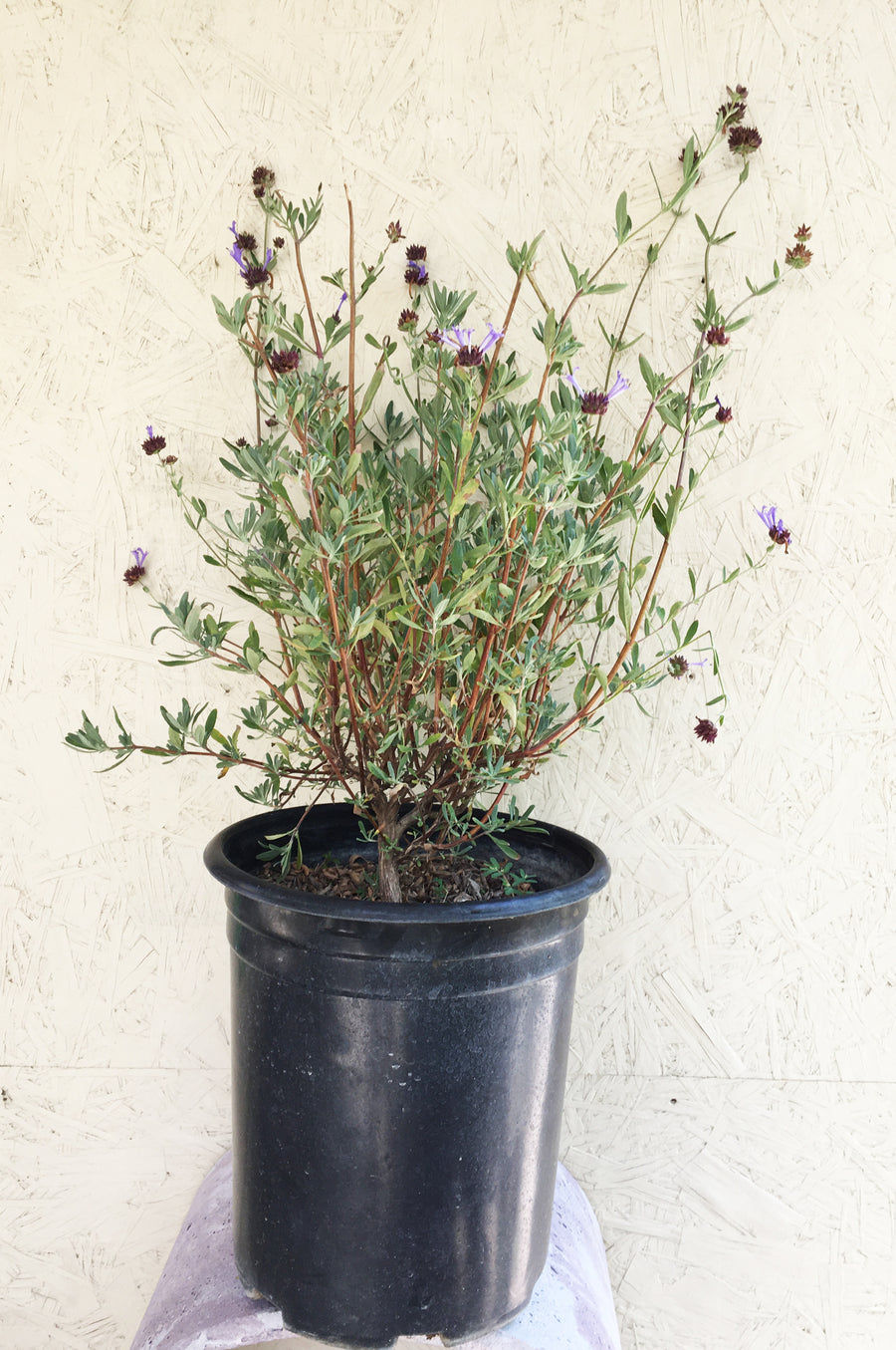 Salvia clevelandii 'Winifred Gillman'