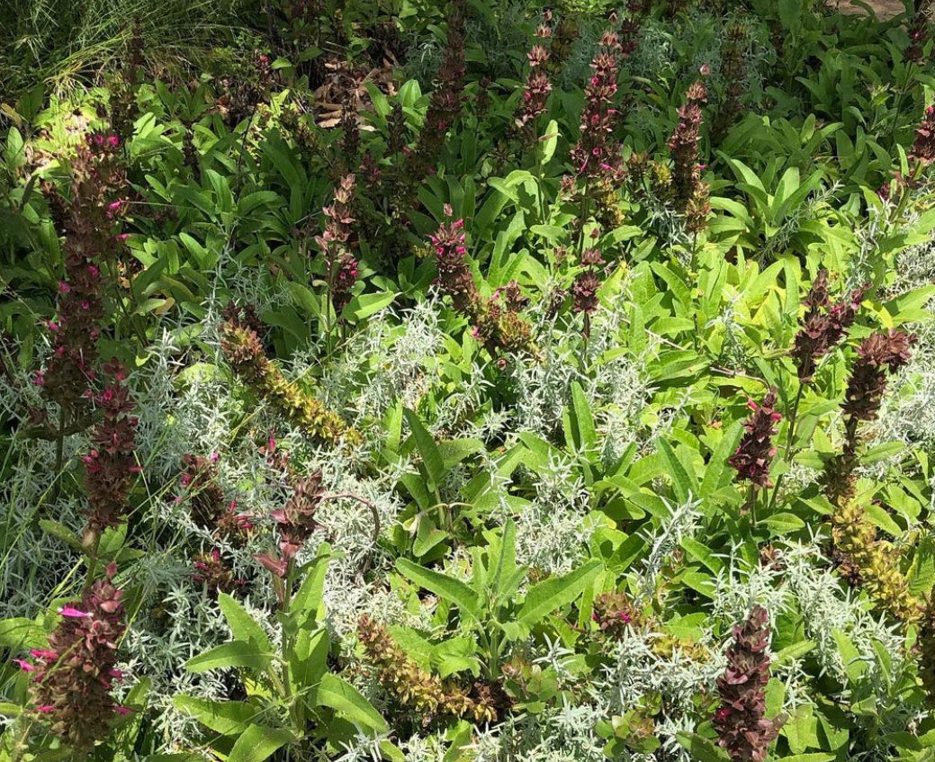 Salvia spathacea, Hummingbird Sage