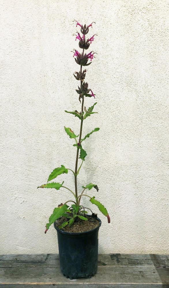 Salvia spathacea 'Powerline Pink', Hummingbird Sage