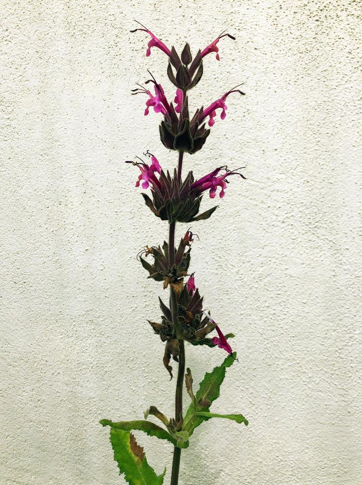 Salvia spathacea 'Powerline Pink', Hummingbird Sage flower