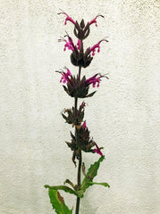 Salvia spathacea 'Powerline Pink', Hummingbird Sage flower
