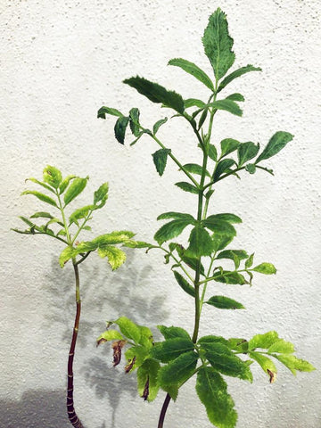 Sambucus nigra ssp. caerulea, Blue Elderberry