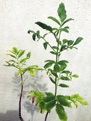 Sambucus nigra ssp. caerulea, Blue Elderberry