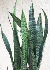 Sansevieria zeylanica