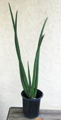 Sansevieria cylindrica