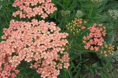Achillea m. 'Salmon Beauty' (yarrow)