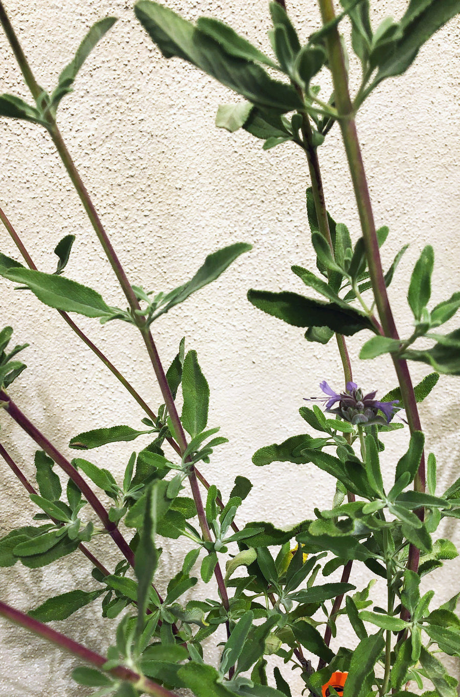 Salvia 'Pozo Blue'