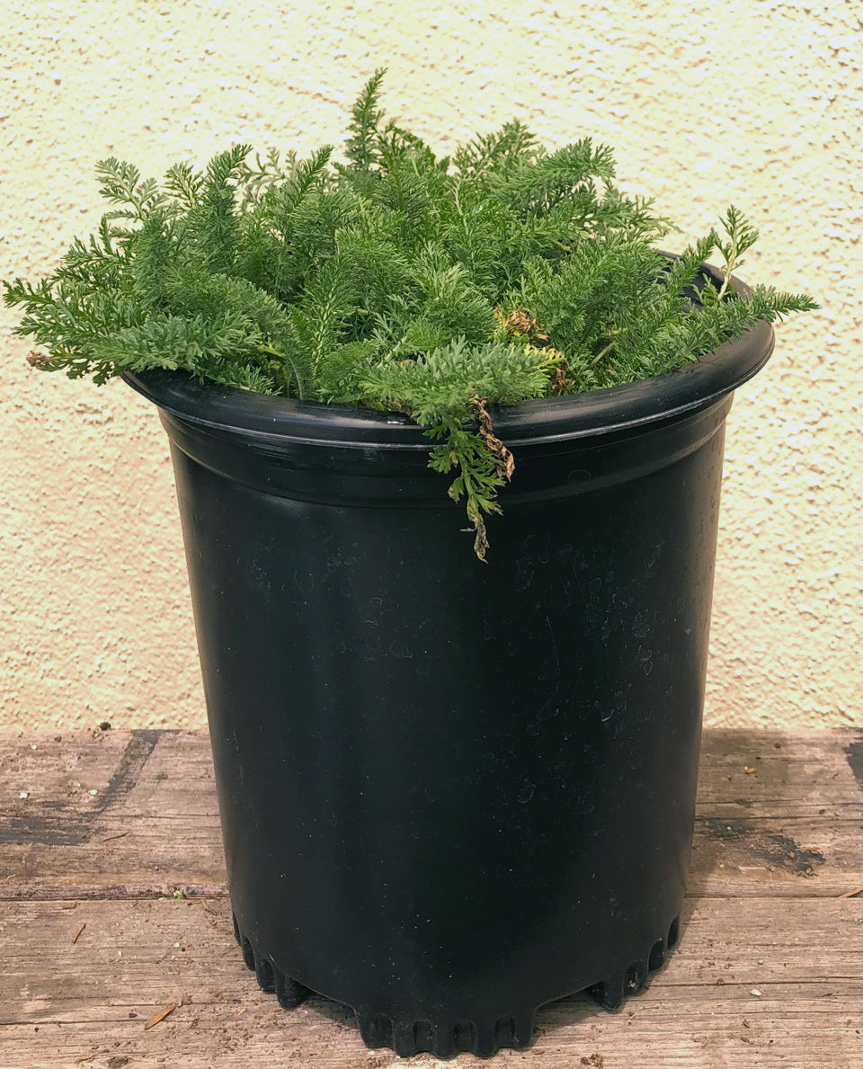 Achillea m. 'Island Pink' (yarrow)