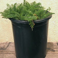 Achillea m. 'Island Pink' (yarrow)