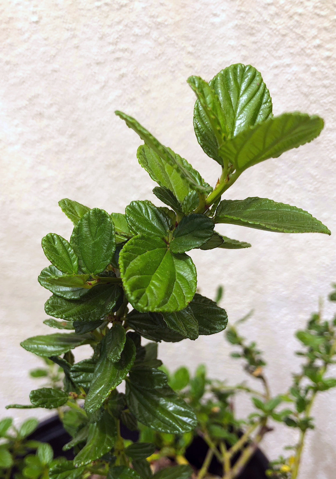 Ceanothus g.h.'Yankee Point'