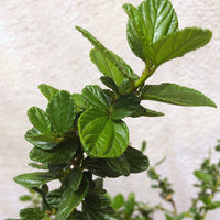 Ceanothus g.h.'Yankee Point'