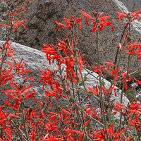 Justicia californica, Hummingbird Bush Red Flowers