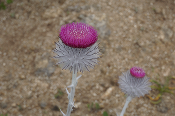 Cirsium occidentale, Cobweb Thistle