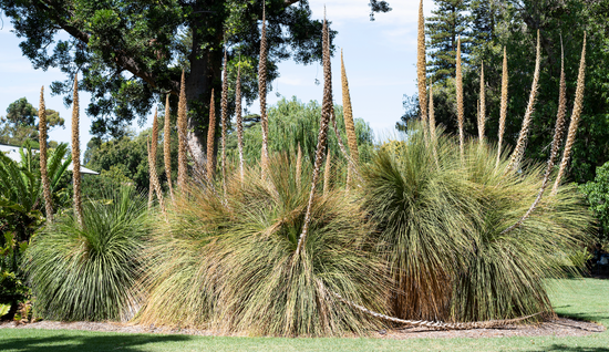 Dasylirion longissimum (Mexican Grass Tree) – Plant Material