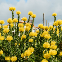 Leucospermum High Gold