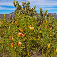 Protea repens Pink