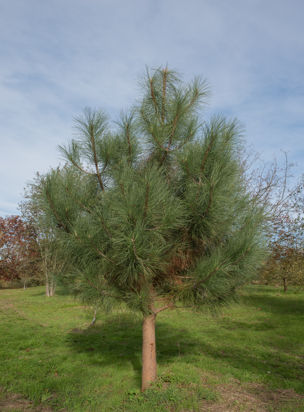 Pinus coulteri, Coulter Pine