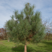 Pinus coulteri, Coulter Pine