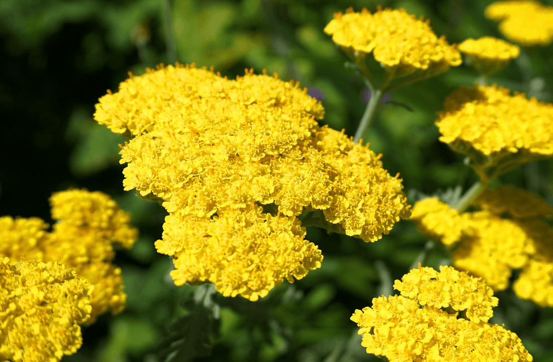 Achillea taygetea 'Moonshine' Yellow Flowers by Plant Material