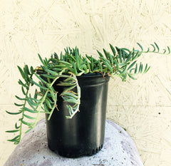 Senecio radicans glauca, Fish hooks