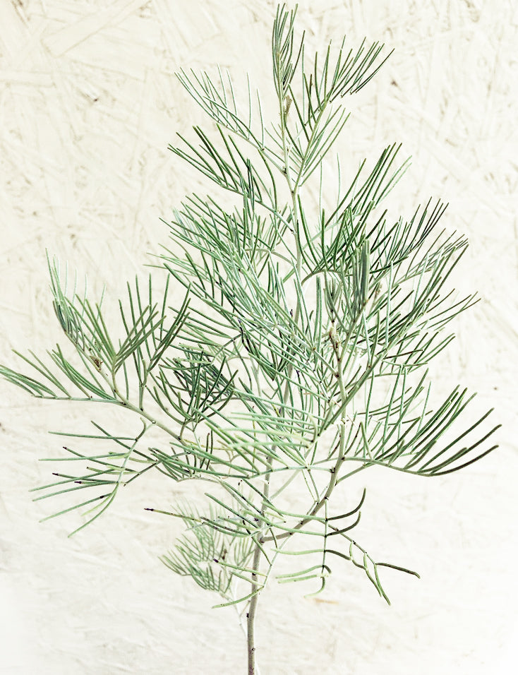 Senna Artemisiodes Foliage