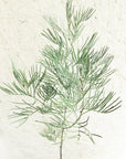 Senna Artemisiodes Foliage