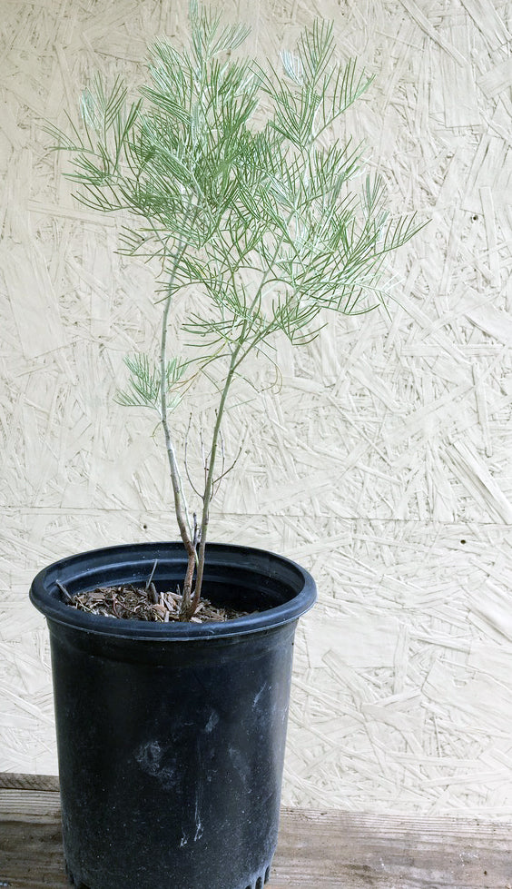 Senna Artemisiodes 1 Gallon
