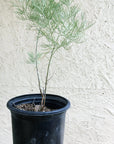 Senna Artemisiodes 1 Gallon