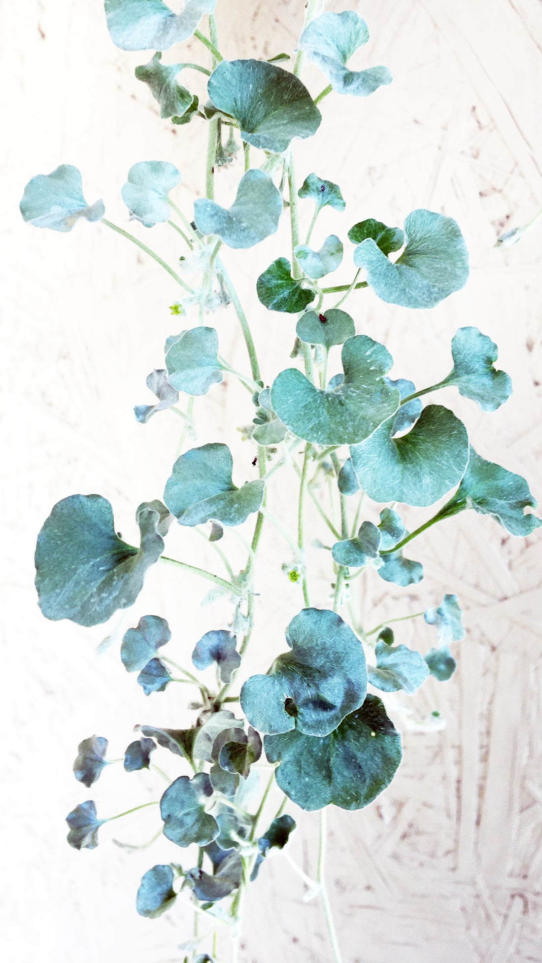 silver falls indoor plant care Dichondra argentea 'Silver Falls' – Plant Material