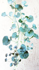 Dichondra argentea 'Silver Falls'
