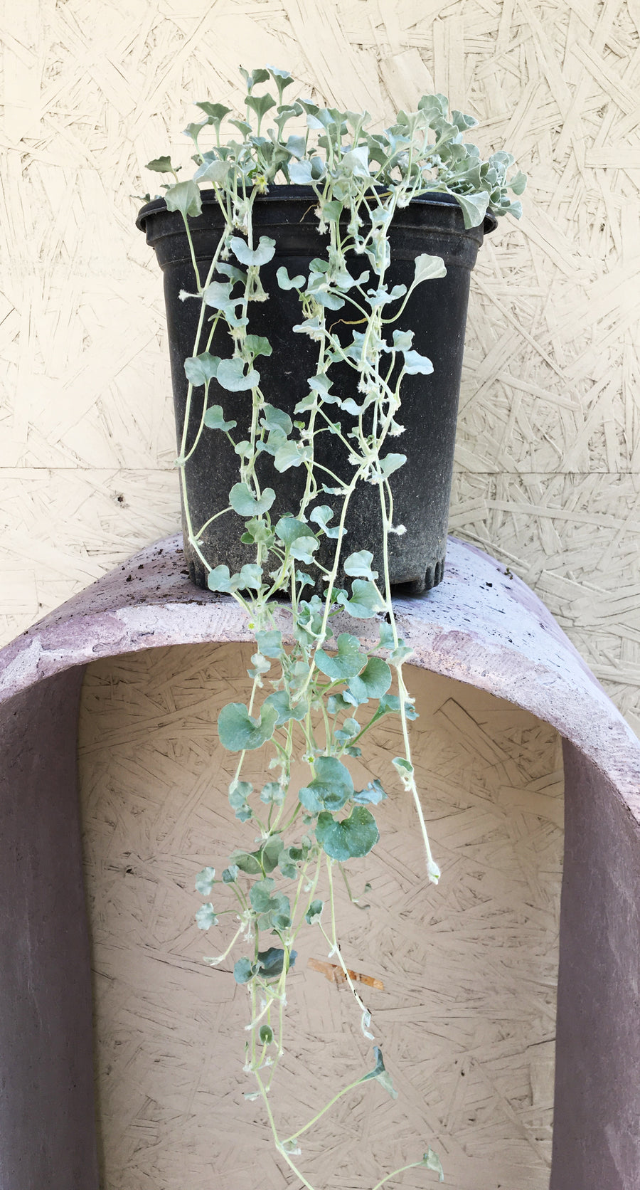 hanging plant silver Dichondra argentea 'Silver Falls' – Plant Material