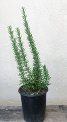 Rosmarinus officinalis 'Spice Islands' (rosemary)