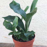 Potted Staghorn Fern