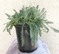 Achillea m. 'Terre Cotta' (Yarrow)