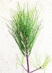 Pinus torreyana, Torrey pine Foliage